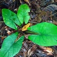 bonggol alocasia nebula