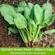 ปวยเล้ง เมล็ดพันธุ์ Spinach Seeds - งอกง่าย 200เมล็ด ใบใหญ่มาก ทานอร่อย เมล็ดปวยเล้ง Chinese Spinach