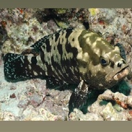 ikan kerapu macan/kerapu tawon 6-8cm air tawar