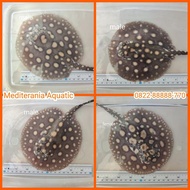 Ikan Pari Air Tawar Black Diamond Ekonomis Promo