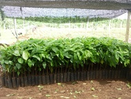 CÂY GIỐNG CA CAO THỰC SINH [ KHÔNG GHÉP ]. [ GHN Express ] [ cây đã  ]