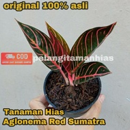 AGLONEMA RED SUMATRA / AGLONEMA PRIDE OF SUMATRA BABY