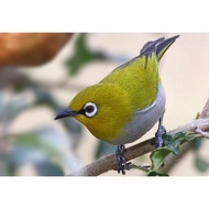 BURUNG PLECI MONTY MONTANUS BANDUNG
