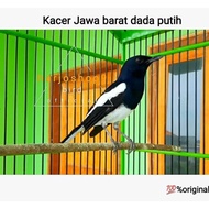 Kacer Burung Kacer Jawa Barat Dada Putih Original Best Seller