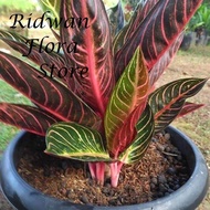 Bibit Tanaman hias aglonema red sumatra - Red Sumatera - Aglaonema