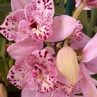 Anggrek dendrobium Pink Princess