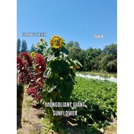 MONGOLIANT GIANT SUNFLOWER seed [ SUN 8 ]benih bunga matahari 10 seeds