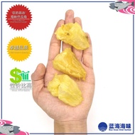 石斑鱼鱼胶 Dried Fish Maw