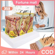 4D Human Skin Model Teaching Model For Science Medical Education For University Model Anatomi Sains 