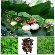 Malabar spinach seeds