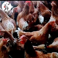 ayam petelur isa brown betina 5-6bulanan siap nelor