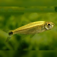 [Livestock] Gold Tetra | Simply Aquatics | Aquatic Fish | Aquarium |Small Medium Pet Fishes | Live Fish Pets