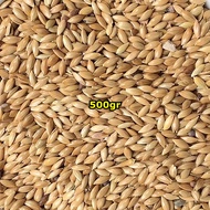 Kenari Seed / Canary Seed / Canary Set/Kenari set/Pakan Burung Kenari / Canary 500gr