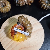 AMMONITE MADAGASCAR HQ ORIGINAL