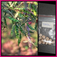 ▦ ◳ ✹ kadyos / kardis /pigeon pea (homegardening)