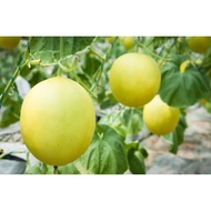 Golden melon seeds 20hat