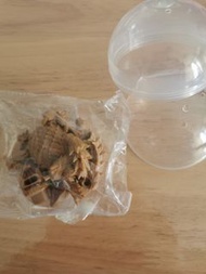 犰狳 蜥蜴 守宮 扭蛋玩具