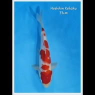 Ikan Koi Jenis Kohaku farm Hoshikin 31cm Import Jepang Berserti Kohaku