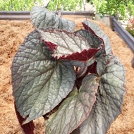 NEW Tanaman Hias Begonia Silver Red - Begonia Silver Red
