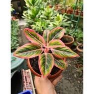 aglaonema lotus