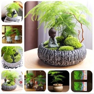 20Pcs/Pack Asparagus Fern Tree Seeds Evergreen Indoor Potted Plants Bonsai Seeds