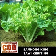SAWI SAMHON KING KERITING 50 biji / benih / bibit SAWI KERITING / SAWI SAMHONG KERITING/ Pakcoy Hibr