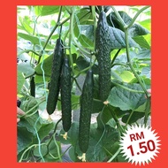 H3 Benih Timun Jepun（20+/-）/ Japan Cucumber Seeds / 日本黄瓜种子
