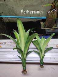 กิ่งต้นวาสนา​ วาสนา​ ไม้มงคล​ กิ่งพันธุ์