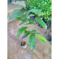 Anak pokok cempedak madu c28 / honey jackfruit plant sapling