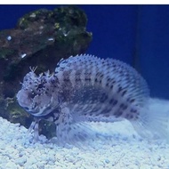jabing glodok aquarium laut