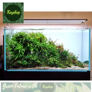 (G)COMBO mini fish tank with full decorative accessories 30x20x20cm, compact and super beautiful.