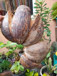 COCONUT HUSK/ BUNOT/ORCHIDS