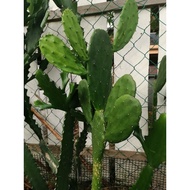 pokok kaktus opuntia/real live cactus