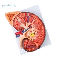 GOOD Human Kidney Anatomy Model With Numberd Adrenal Gland Renal Tubules Glomeruli