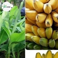 Bibit Pisang Kepok kuning / Pisangan Kepok / Bibit Pisang Unggul