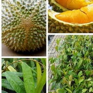 anak pokok durian kunyit anak pokok durian duri hitam