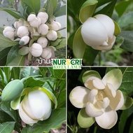 🔥WANGI🔥 CEMPAKA TELUR / Egg Magnolia / Dwarf Magnolia / Gondok / Magnolia Coco / Live Plants