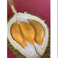 Durian Udang Merah D175 (3kaki)