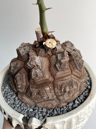 快閃$1000｜南非龜甲龍｜Dioscorea elephantipes ｜———｜塊根植物｜象牙宮｜龜甲龍｜曲刺妖炎｜橄欖｜象足漆樹｜多肉植物｜龍舌蘭｜嚴龍｜