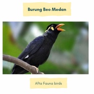 Burung Beo medan Muda hutan