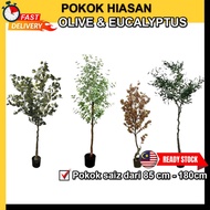 Eucalyptus Tree Money Tree Artificial Plant Pokok Hiasan Pokok Viral (READYSTOCKS)