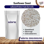 ทานตะวันขาวจิ๋ว ดอกคำฝอย SaffSunFlower อาหารนก กระต่าย หนู กระต่าย กระรอก ชูก้า และสัตว์ฟันแทะ (แบ่ง