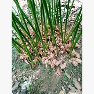 bibit kapulaga hibrida buah besar minimal pembelian 5 bibit
