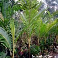 pohon kelapa kuning/bibit kelapa kuning/ pohon kelapa kuning