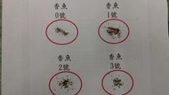 香魚 飼料/孔雀魚飼料/小型魚飼料  4.5公斤