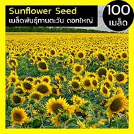 [100เมล็ด] เมล็ดพันธ์ุ ดอกทานตะวันดอกใหญ่ ทานตะวัน ดอกทานตะวัน ทานตะวัน Sunflower Seed โชว์ดอกใหญ่ ส