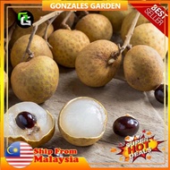 Anak Pokok Longan Berlian Pokok Mata Kucing Import Dari Thailand