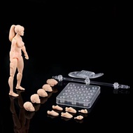 deveodo 1 Set Figma Action Figure Movable Joint Collectible Male Female Artist Art Model Figure Draw