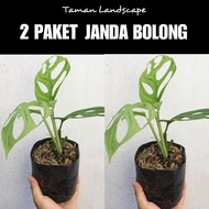 2 paket monstera janda bolong / pohon janda bolong