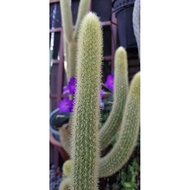 Keratan/Cutting Golden Monkey Tail Cactus